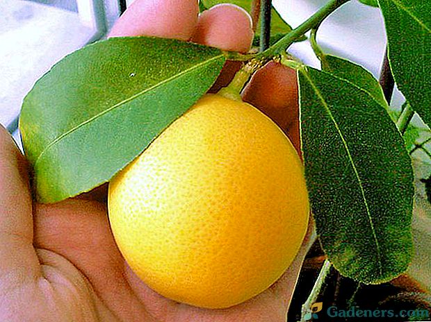 Snažte sa pestovať citrón meier doma