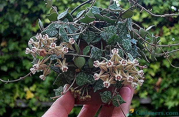 Popularne odmiany hoya dla prawdziwych miłośników egzotycznych roślin domowych