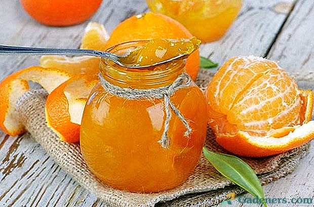 Populární recepty s fotografií z marmelády z pomeranče