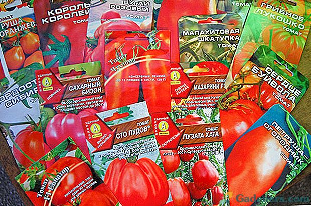 Populárne v Rusku výrobcovia najlepších vysoko kvalitných semien