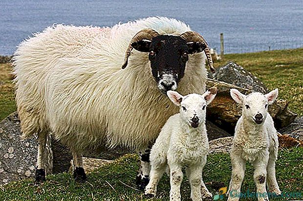 Plemena ovcí pro chov domácích zvířat