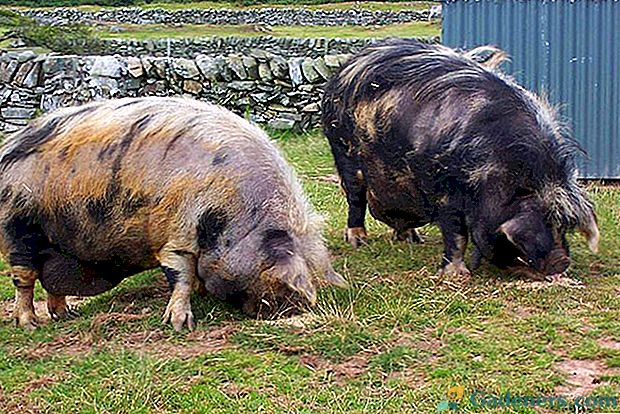 Veislės kiaulės su apibūdinimais ir nuotraukomis veisimui kieme