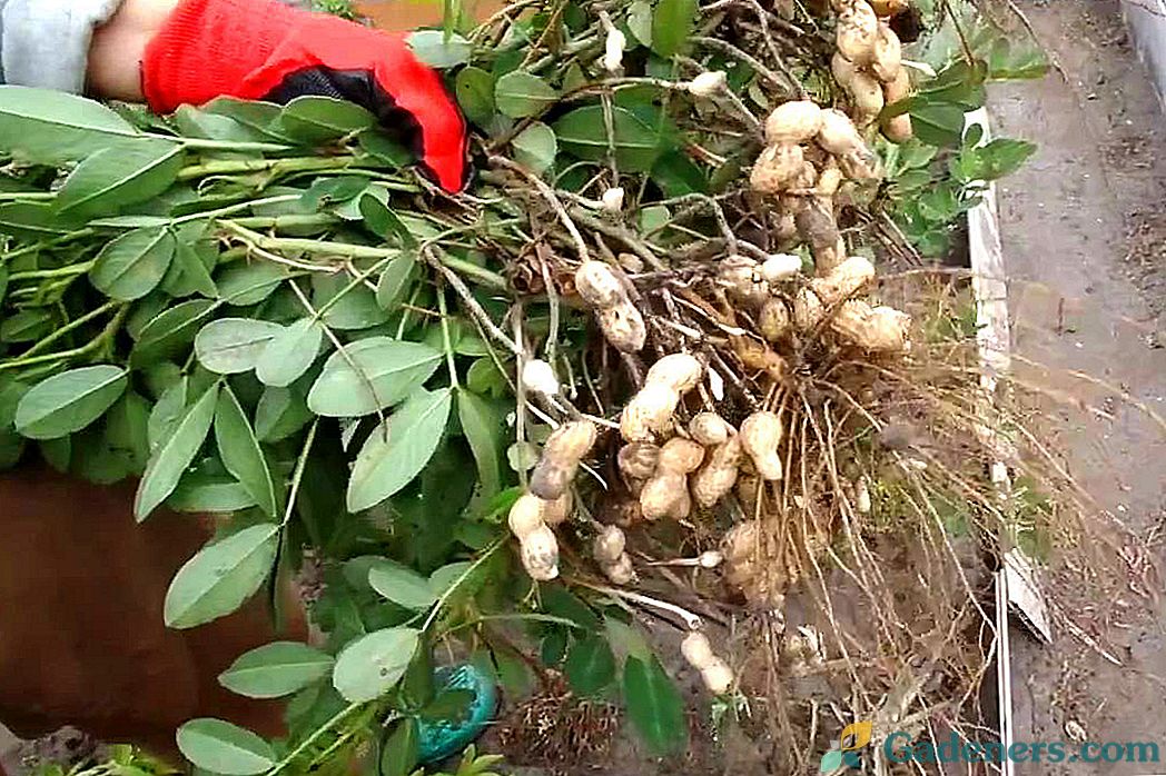 Iztovarjanje arašidov na vrtu