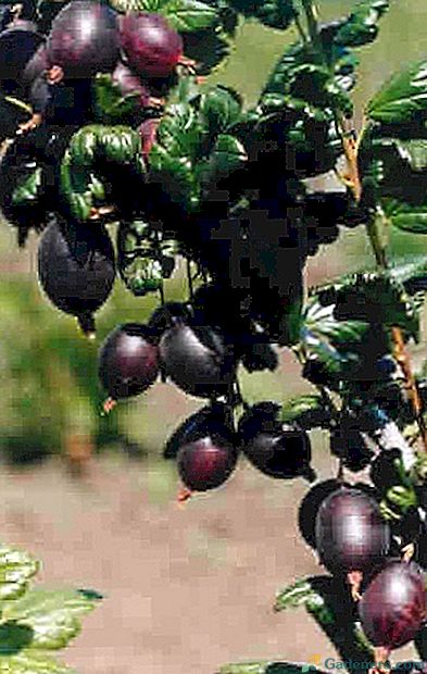 Засаждане на сливи грозде разнообразие в страната и грижи за него
