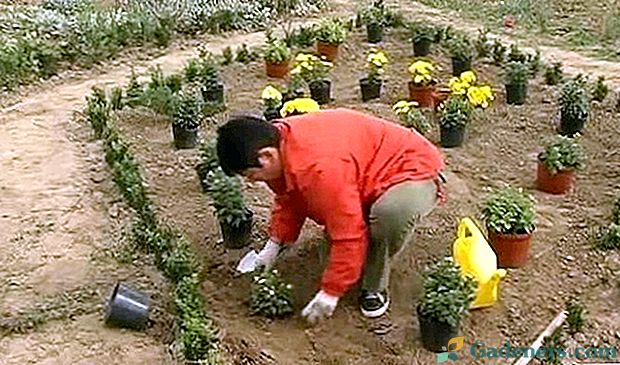 Zakládání chryzantémů z hrnce na otevřeném terénu