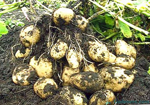 Sodinti ir prižiūrėti bulves atvirame lauke