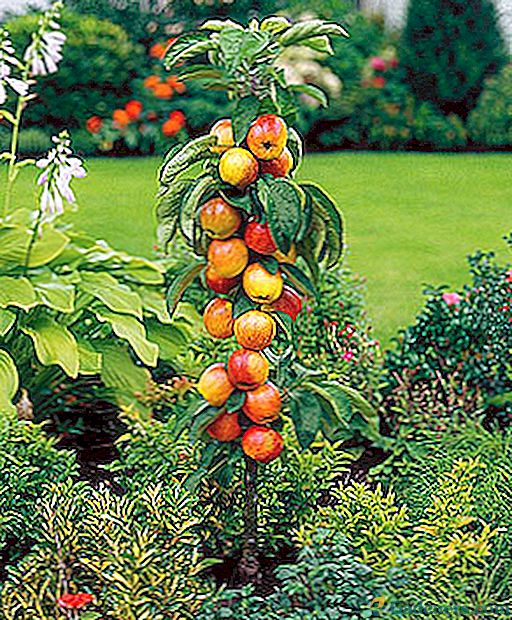 Stulpelio obuolio sodinimas ir priežiūra