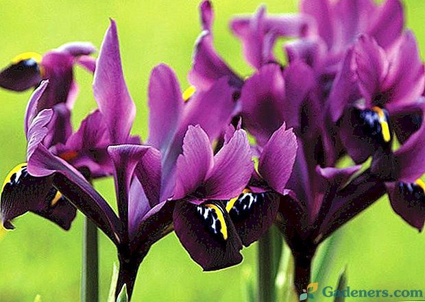 Sajenje in skrb za čudovito iris nizozemske žarnice