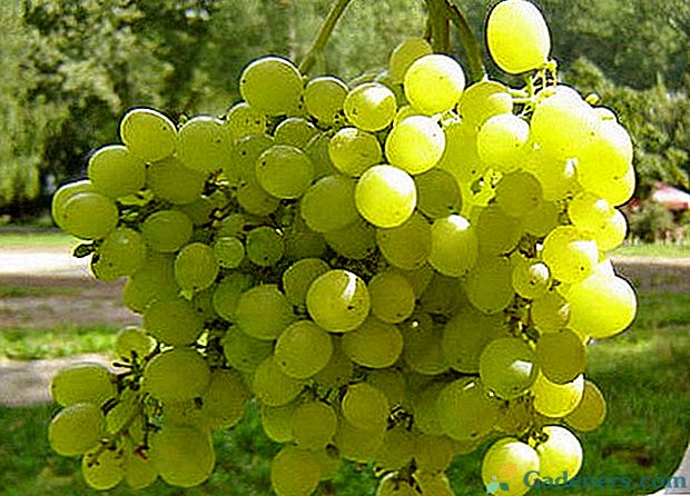 Sajenje in gojenje grozdja na Uralu