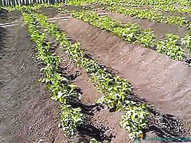 Sadzenie ziemniaków według Mietlaydera