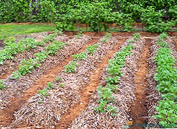 Засаждане на картофи в Сибир - време, методи, селекция на семена