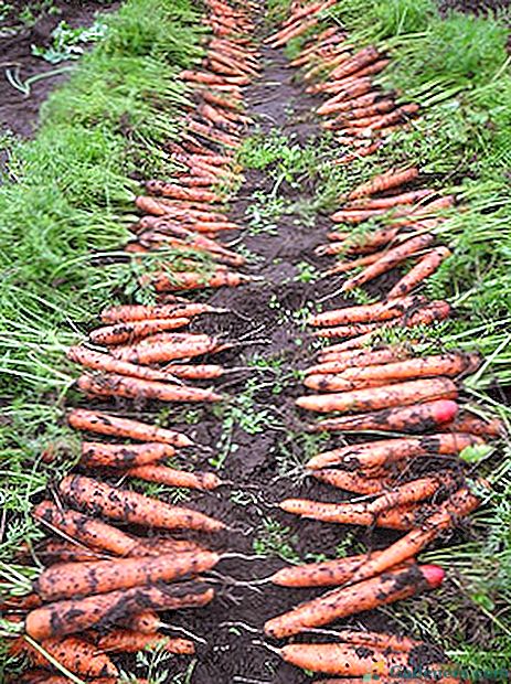 Výsadba mrkvy bez riedenia