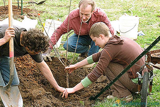 Augalų medžių sodinimas pavasarį reikalauja paruošimo