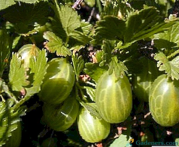 Засаждане на сортове цариградско грозде Урал смарагд в градината и грижи за него