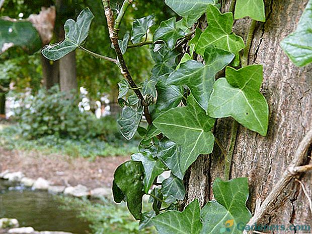 Ivy sodo sodinimas, priežiūra ir reprodukcija