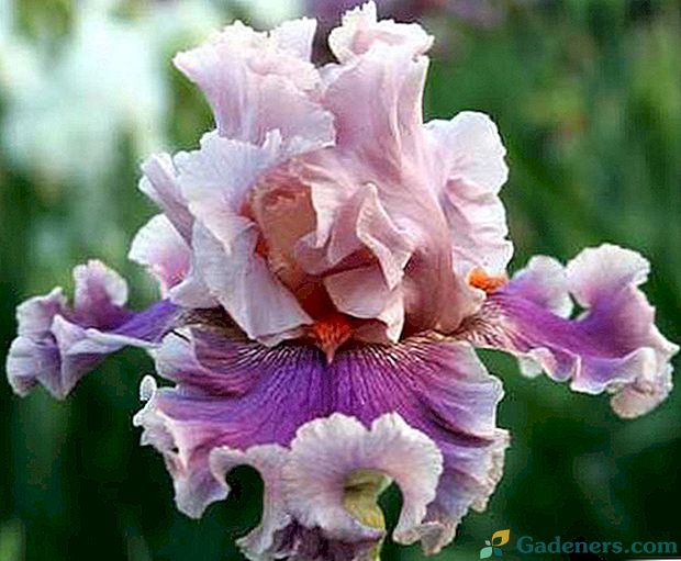 Sadnja, skrb, pravila i uvjeti presaivanja irisa na otvorenom polju
