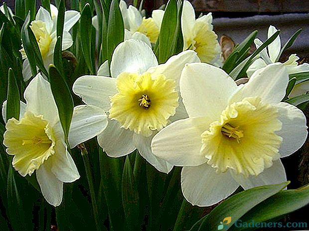 Sadnja u otvorenom polju solarna daffodils