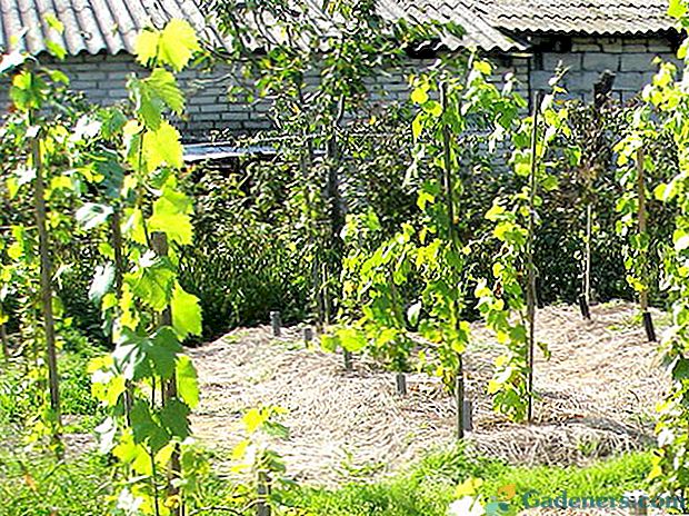 Vīnogu stādīšana dārzā un viņu aprūpe