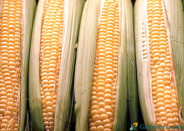 Výsadba, pěstování a sklizeň kukuřice v zemi