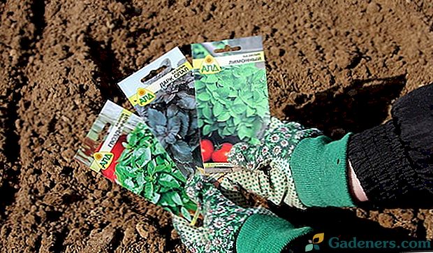 Vysekávání bazalky na otevřené půdě na jaře - kdy můžete zasít semena?