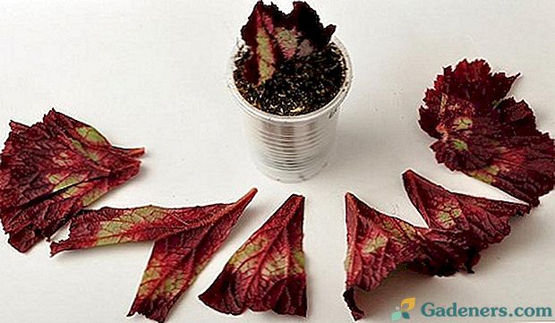 Žingsnis po žingsnio rekomenduojamos begonijos lapų auginimui namuose