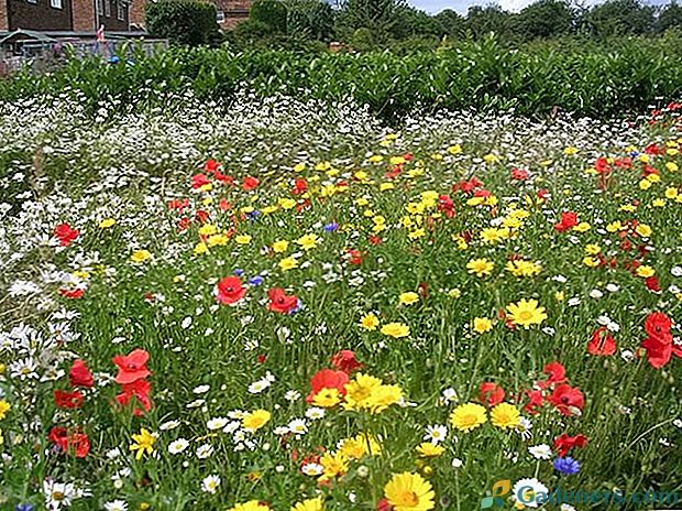 Саветујте цвеће за травњаке који цветају цело лето