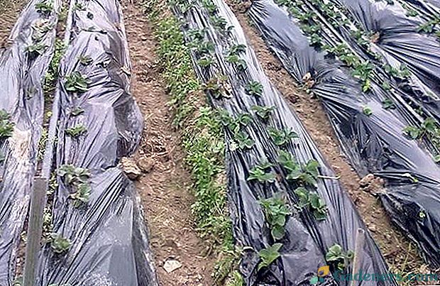 Povečajte donos cvetnih postelj za mulčenje iz Kitajske