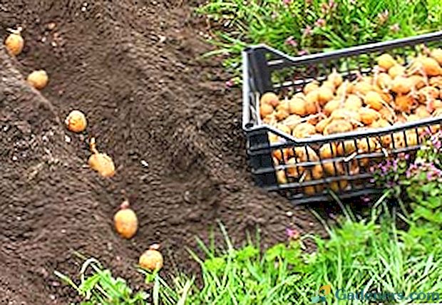 Kasni uvjeti sadnje krumpira: kako dobiti punu žetvu