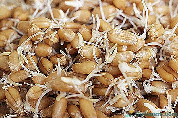 Практически съвети за покълване на пшеница