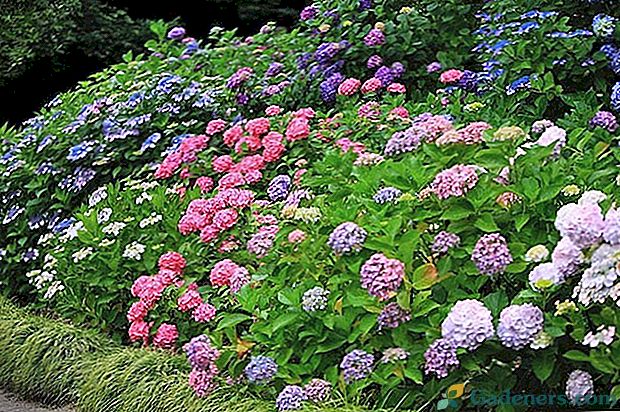 Noteikumi par dārzu hortenzijas stādīšanu un kopšanu