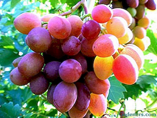 Zasady uprawy winogron na środkowym pasie dla początkujących