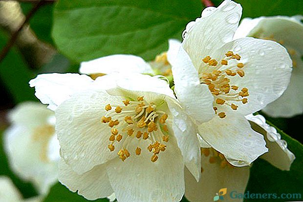 Prawidłowe sadzenie, pielęgnacja i przycinanie jaśminu - klucz do obfitego kwitnienia
