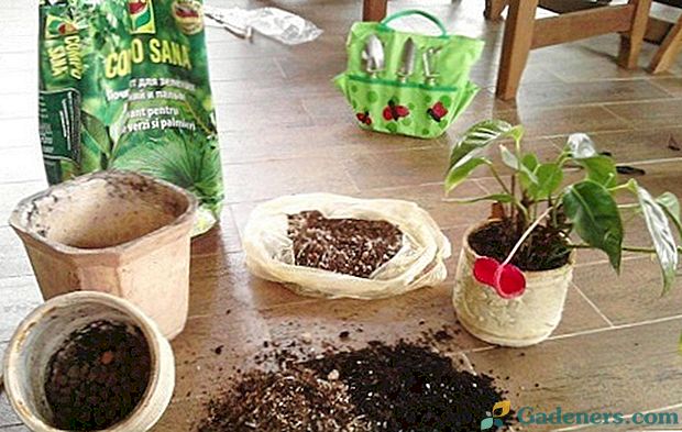 Správna pôda je kľúčom k zdravému vývoju anthuria: ktorý z nich si vyberiete a ako sa budete variť