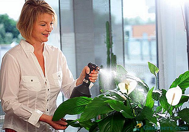 Ustrezna oskrba hišne rastline spathiphyllum in morebitne težave