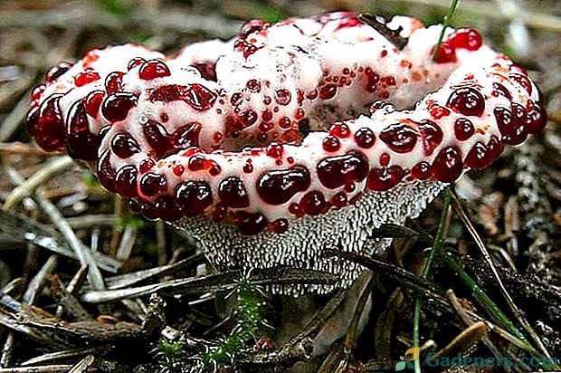 Predstavujeme neobvyklé huby, ktoré možno obdivovať - ​​nepožívateľné a jedovaté druhy fantastických lesných darov