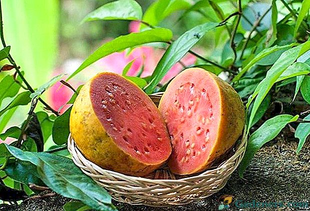 Nudimo vam tropsku jabuku ili egzotični voće guava