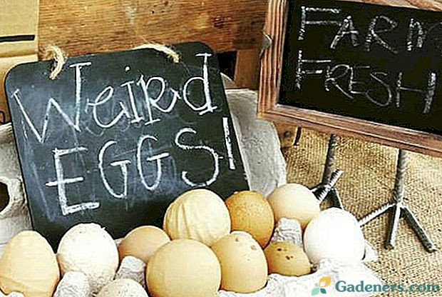 Причини появи у курей незвичайних яєць