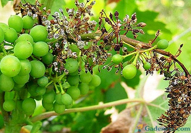 Vynuogių šepečių džiovinimo priežastys ir kovos su ja priemonės