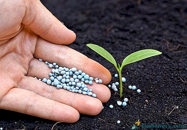 Uporaba gnojil za fosforno pepeliko za hranjenje cvetov