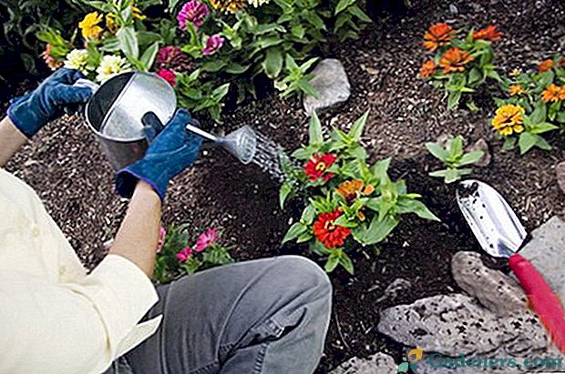 Застосування добрив для садових квітів навесні і влітку