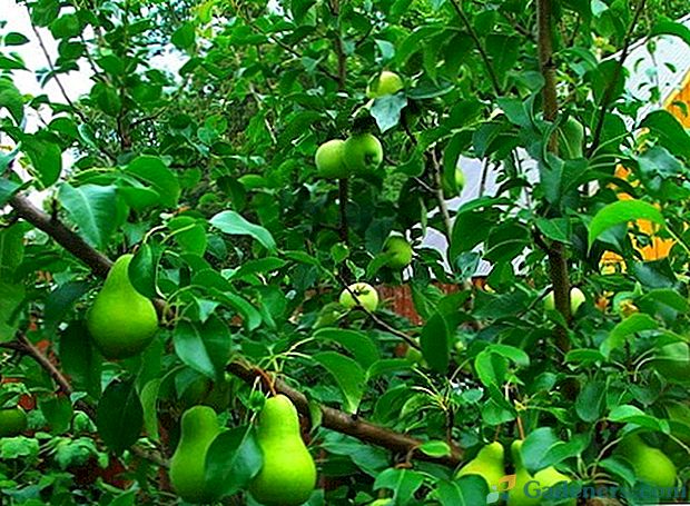 Присаждане на круша на ябълково дърво - кога и как да се направи