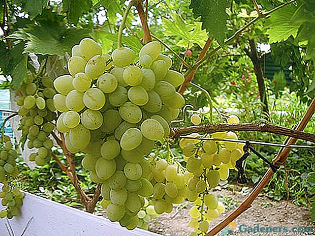 Cepitev nove sorte grozdja na stari grmičevju