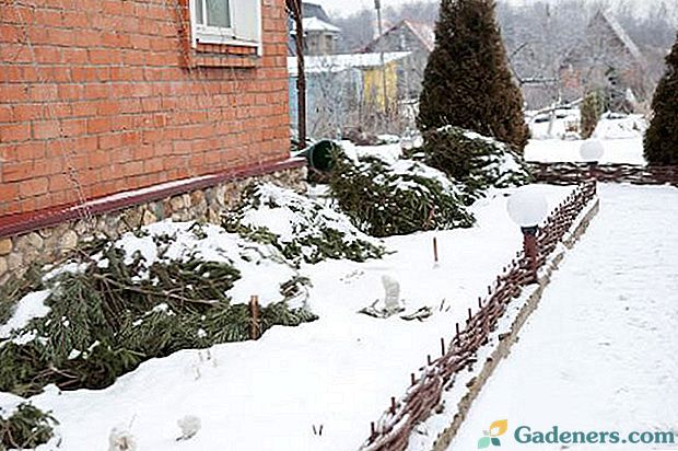 Приятни декемвриски тревоги в цветната градина и близо до стайни растения