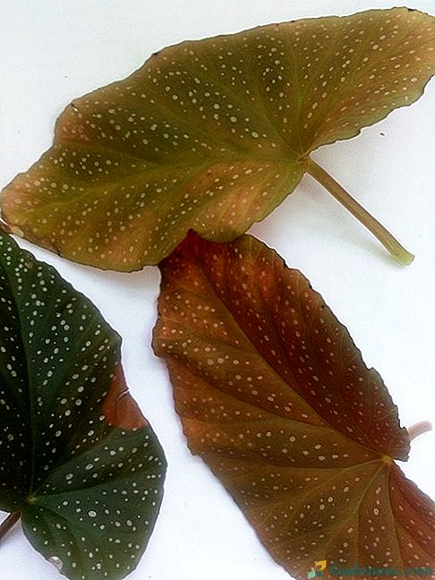 Проблеми са растућим коронским бегонијама: црвенило и сушење листова