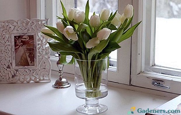 Življenje šopek tulipanov podaljšamo v vazi