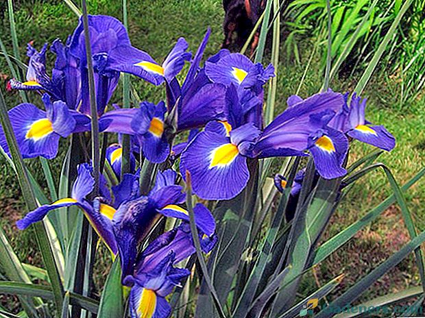 Prevencija i kontrola bolesti irisa