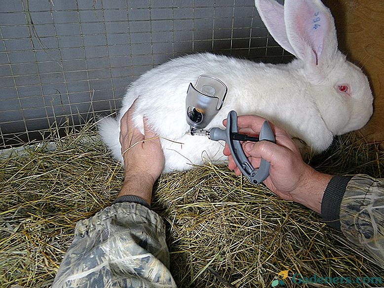 Zapobieganie, objawy i leczenie chorób królików