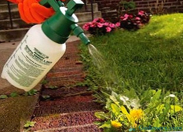 Weeding, herbicidų naudojimas ir mulčiavimas - šiuolaikiniai piktžolių kontrolės būdai sode