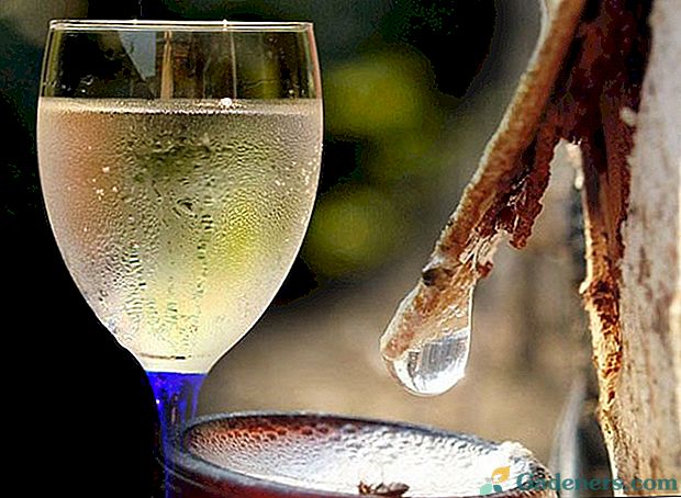 Jednostavni domaći recepti za vino od breze
