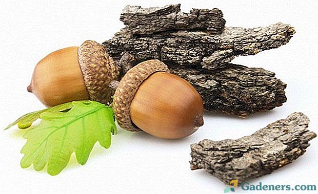 Jednoduché recepty pro použití dubové kůry pro zdravotní problémy